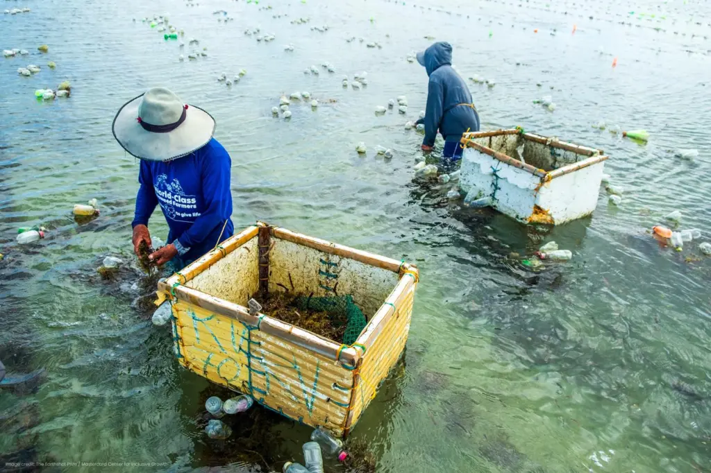 Seaweed farmers