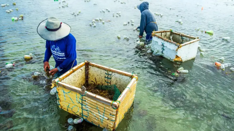 Seaweed farmers
