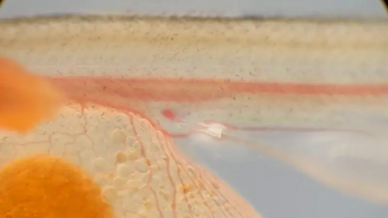 Atlantic-salmon-Salmo-salar-hatchling-at-around-15mm-1024x576