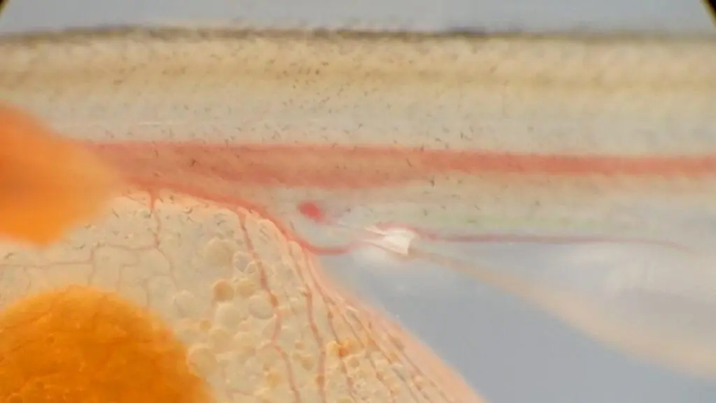 Atlantic-salmon-Salmo-salar-hatchling-at-around-15mm-1024x576
