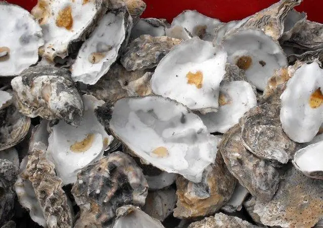 Oysters