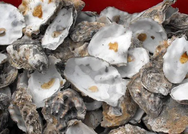 Oysters