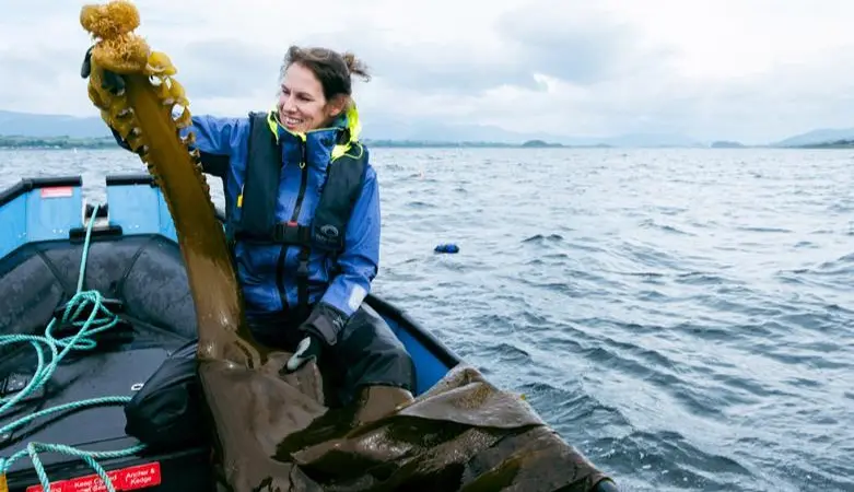 Report co-author Dr Kati Michalek examines some Saccorhiza polyschides growing at the SAMS seaweed farm