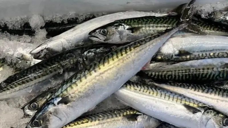 mackerel-sample-credit-nefsc
