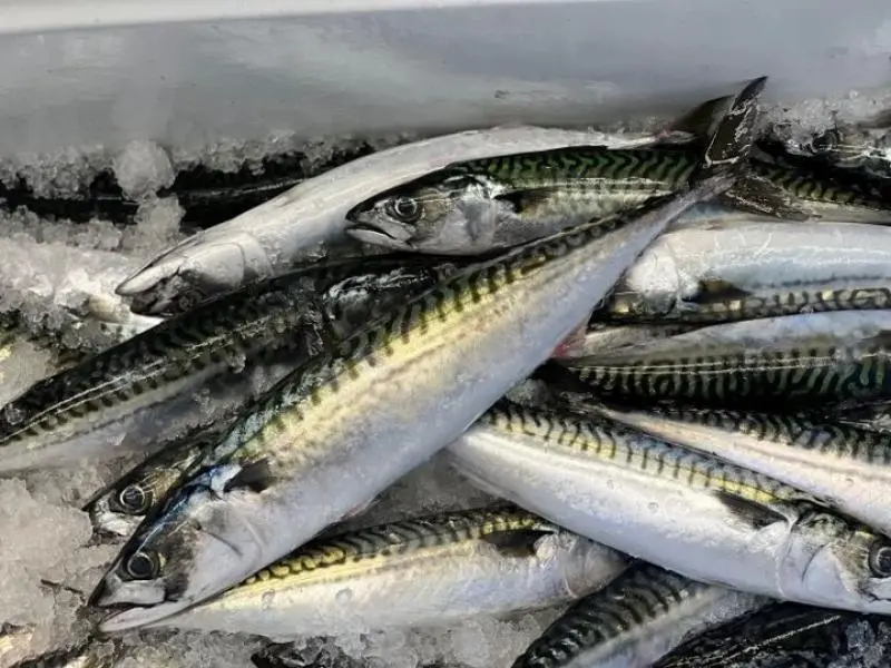 mackerel-sample-credit-nefsc
