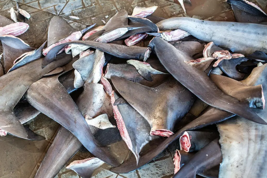 truth-about-shark-finning