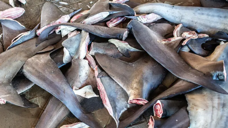 truth-about-shark-finning