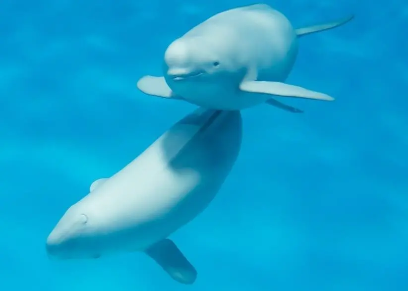 porpoises