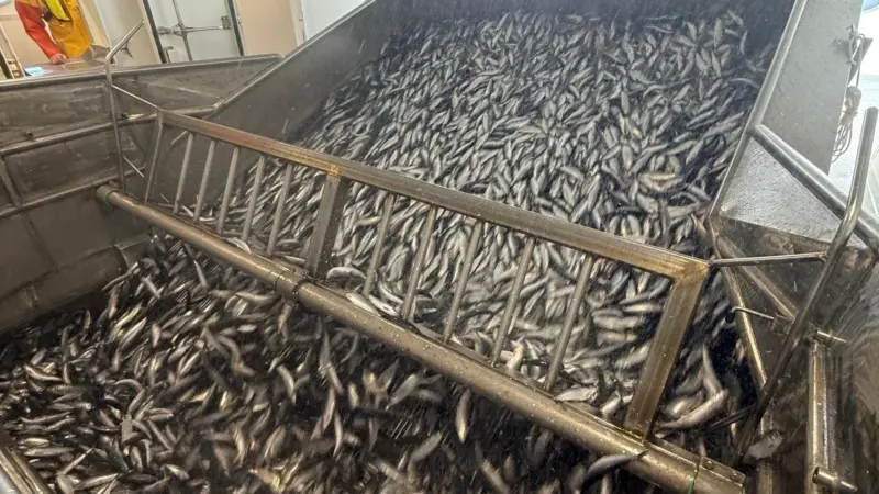 A catch of fine quality herring