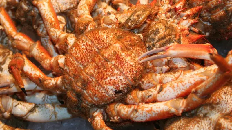 Russian king crab