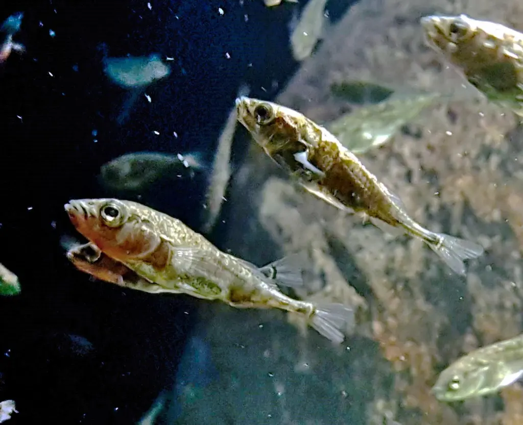Three-spined_stickleback_(Gasterosteus_aculeatus)