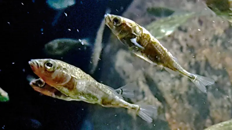 Three-spined_stickleback_(Gasterosteus_aculeatus)