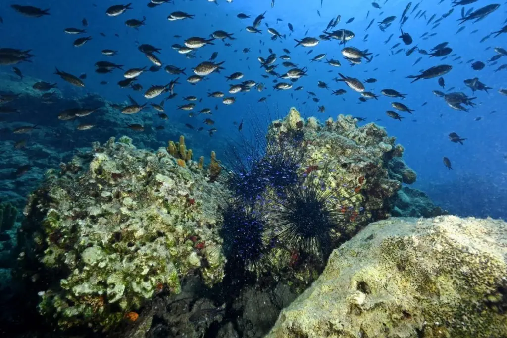 A shoal of fish in Turkey’s Mediterranean coast