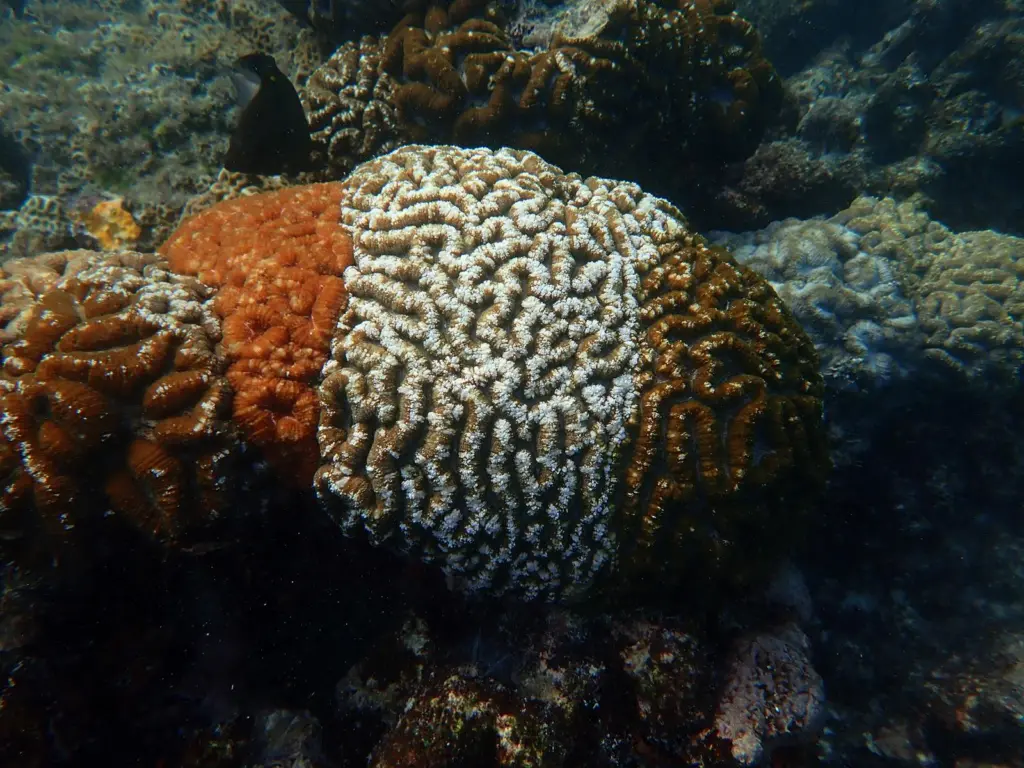 coral reef