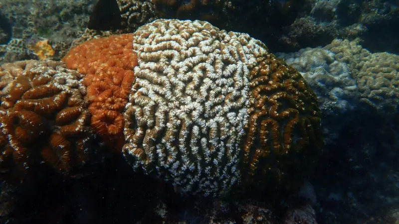 coral reef