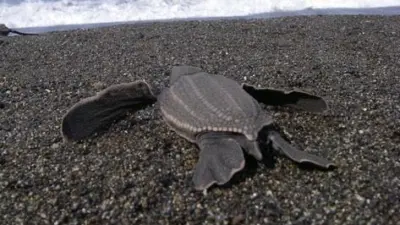 Leatherback turtle. Credit: NOAA