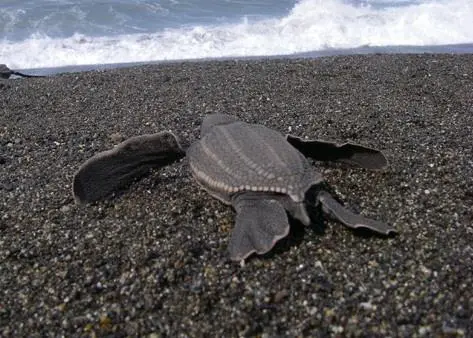 Leatherback turtle. Credit: NOAA