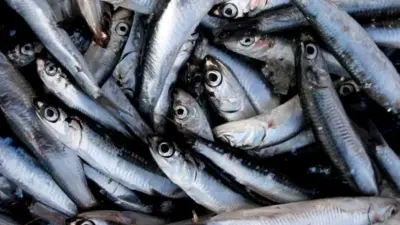 Anchovy