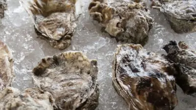 oysters on a bed of ice