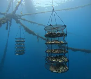 oyster nets at sea