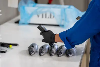 Mackerel being processed