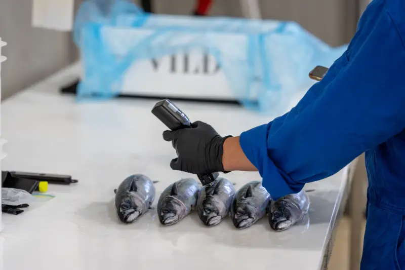 Mackerel being processed