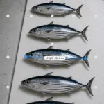 image of five fish in a row for measuring purposes