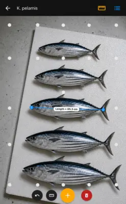 image of five fish in a row for measuring purposes