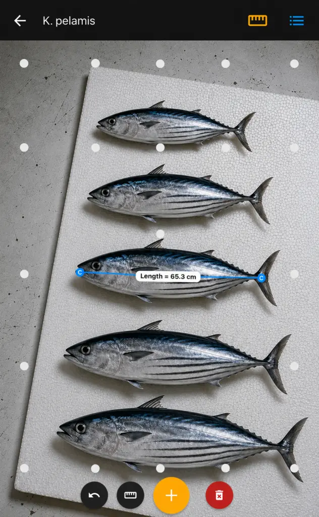 image of five fish in a row for measuring purposes