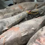 tuna