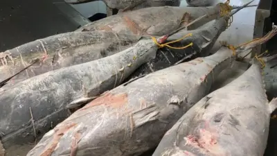 tuna
