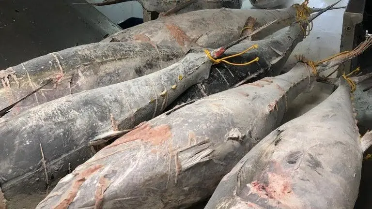 tuna
