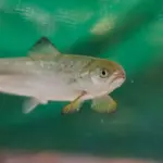 salmon