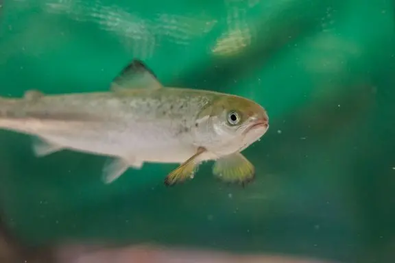 salmon