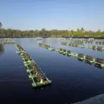 Grow out ponds at I'm Shrimp Farm 5 in Thailand