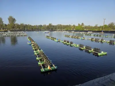 Grow out ponds at I'm Shrimp Farm 5 in Thailand