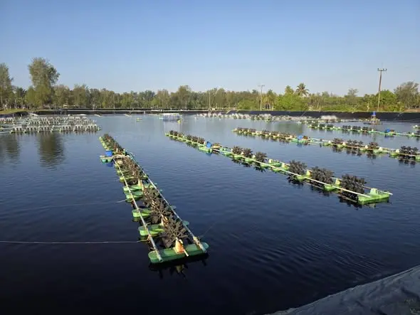 Grow out ponds at I'm Shrimp Farm 5 in Thailand