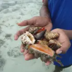 Outstretched hands holding marine invertebrates