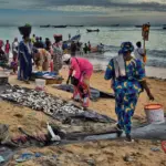A vibrant daily life scene at the Mbour fish market on the Petite Côte (Small Coast), Senegal, West Africa