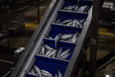 North_Sea_herring_Hannah-Maule-ffinch_MSC