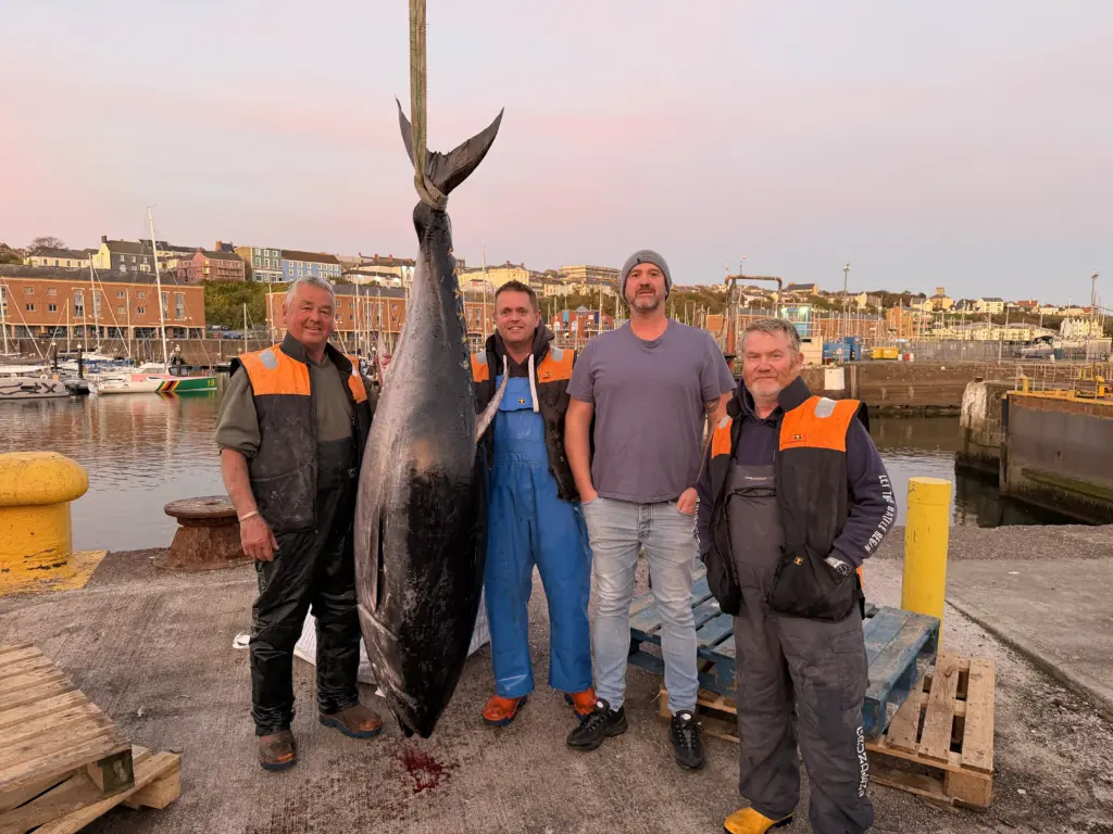 Four fishers stand with a landed bluefin tuna